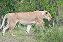 148 Masai Mara 2