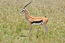 099 Masai Mara 2