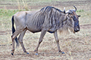 061 Masai Mara 2