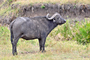 116 Masai Mara 2