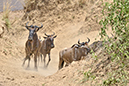 088 Masai Mara 2