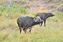 115 Masai Mara 2