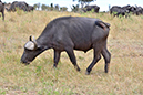 117 Masai Mara 2