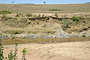 020 Masai Mara 2
