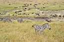 122 Masai Mara 2
