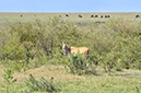 155 Masai Mara 2