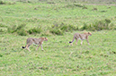 141 Masai Mara 2