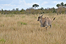 112 Masai Mara 2
