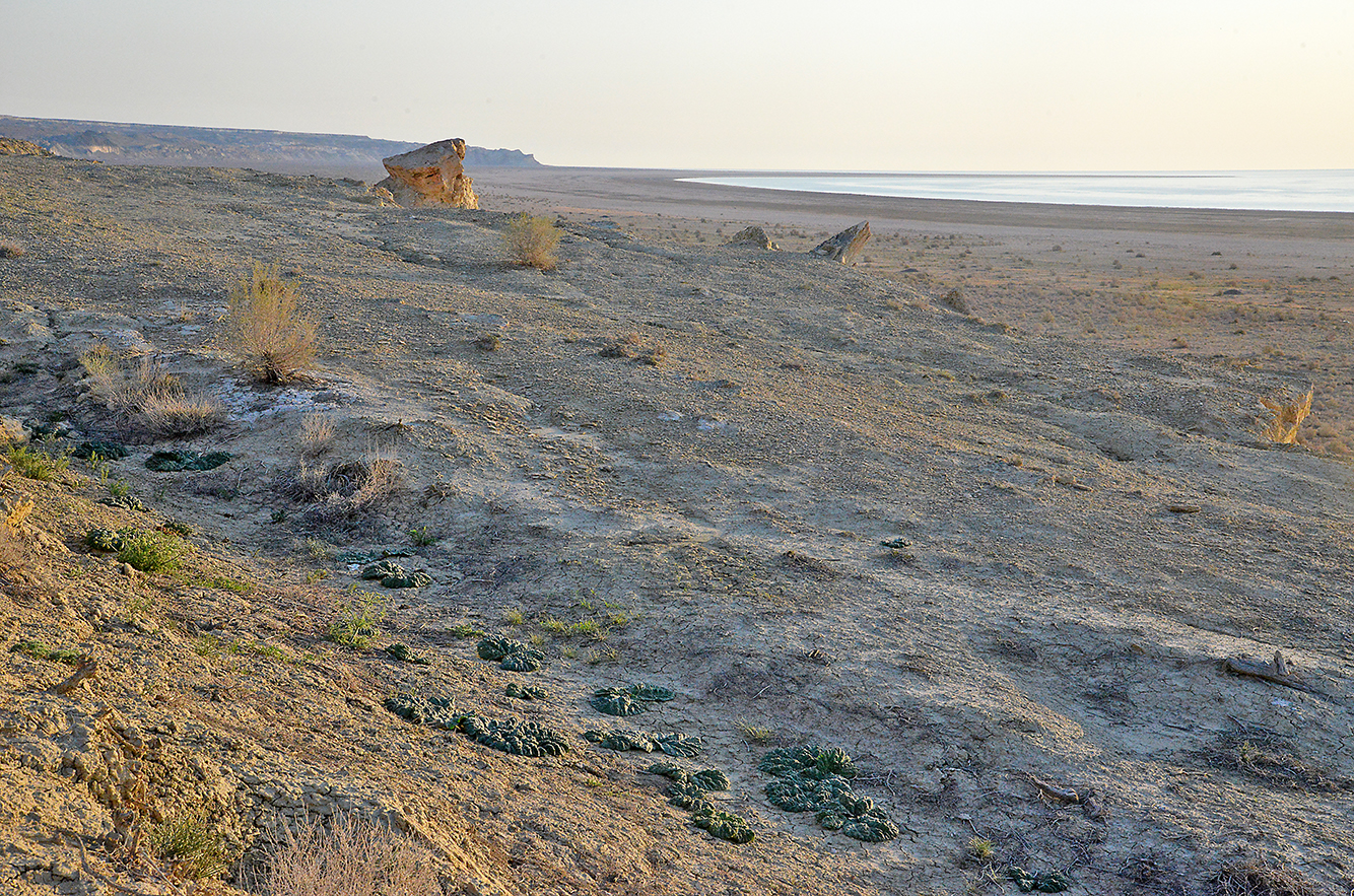 47 Aral