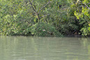 12 Santubong River