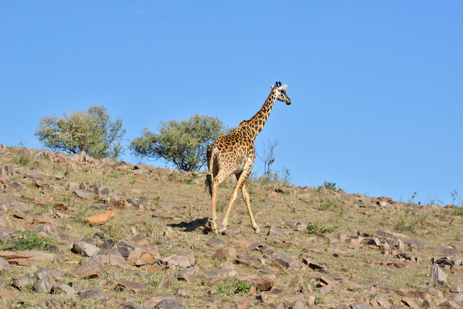 007 Masai Mara 1