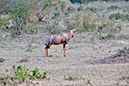 017 Masai Mara 1