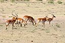 009 Masai Mara 1
