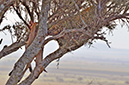 025 Masai Mara 1