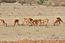 008 Masai Mara 1