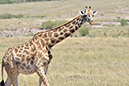 141 Masai Mara 1