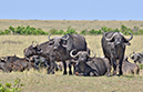 120 Masai Mara 1