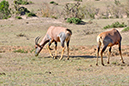 014 Masai Mara 1