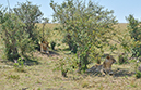 127 Masai Mara 1