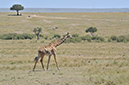 142 Masai Mara 1