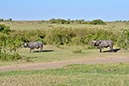 030 Masai Mara 1