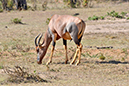 015 Masai Mara 1